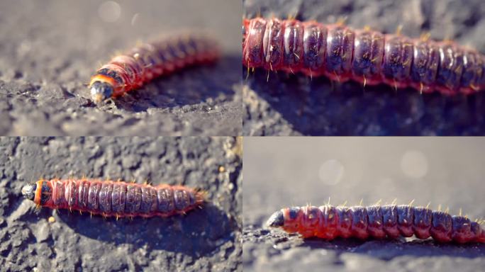 木蠹蛾幼虫蛾子幼虫视频素材