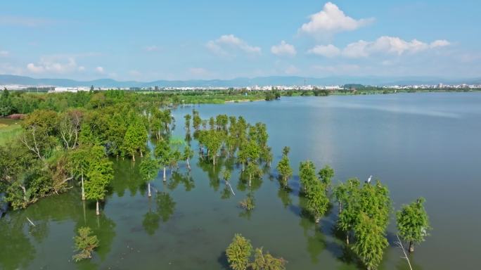 【正版素材】玉溪江川湿地公园航拍0476