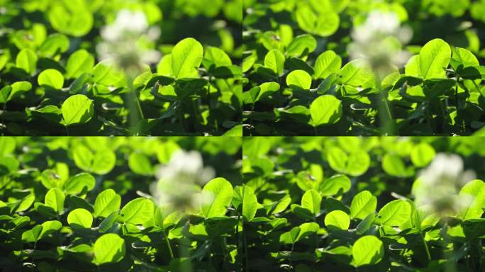 逆光三叶草大自然绿色生态阳光唯美生机空镜