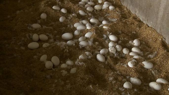 鹅产蛋捡蛋