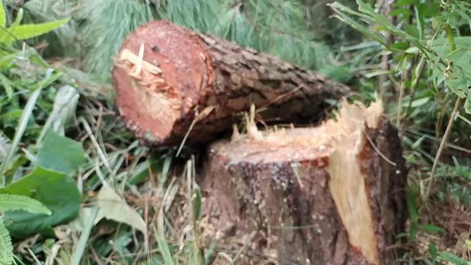 大面积砍树山上砍倒一片树林木材木根锯木