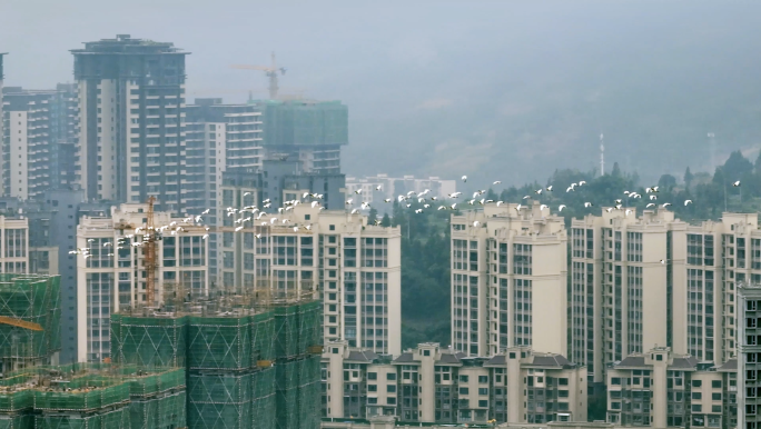 城市经济增长一群白鹭飞过建设中的高楼