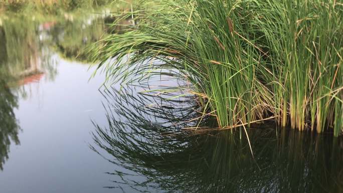 池塘 河水 芦苇丛