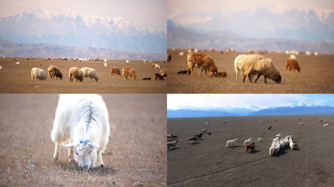 新疆风光 草原 羊群 雪山景色