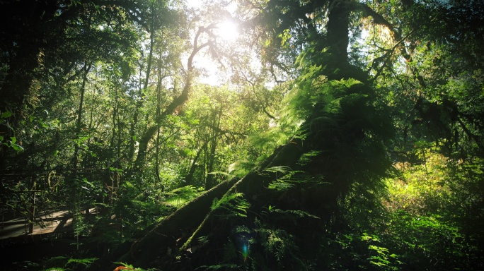 热带雨林生态环境生态保护林间透射