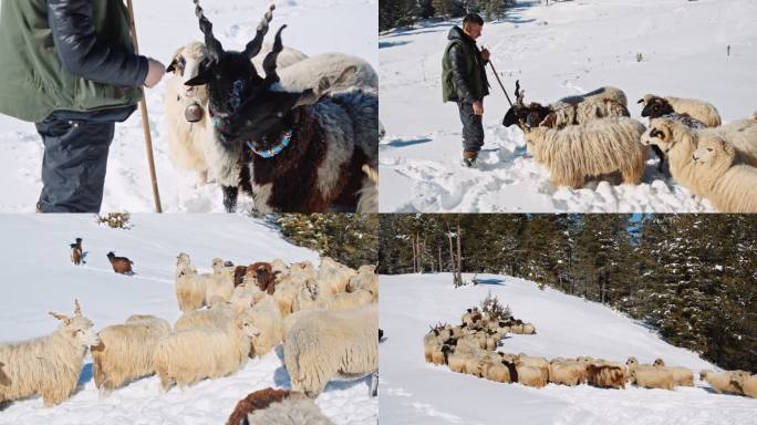 养羊。一群羊在山上白雪覆盖的牧场上吃草。4个夹子捆绑。