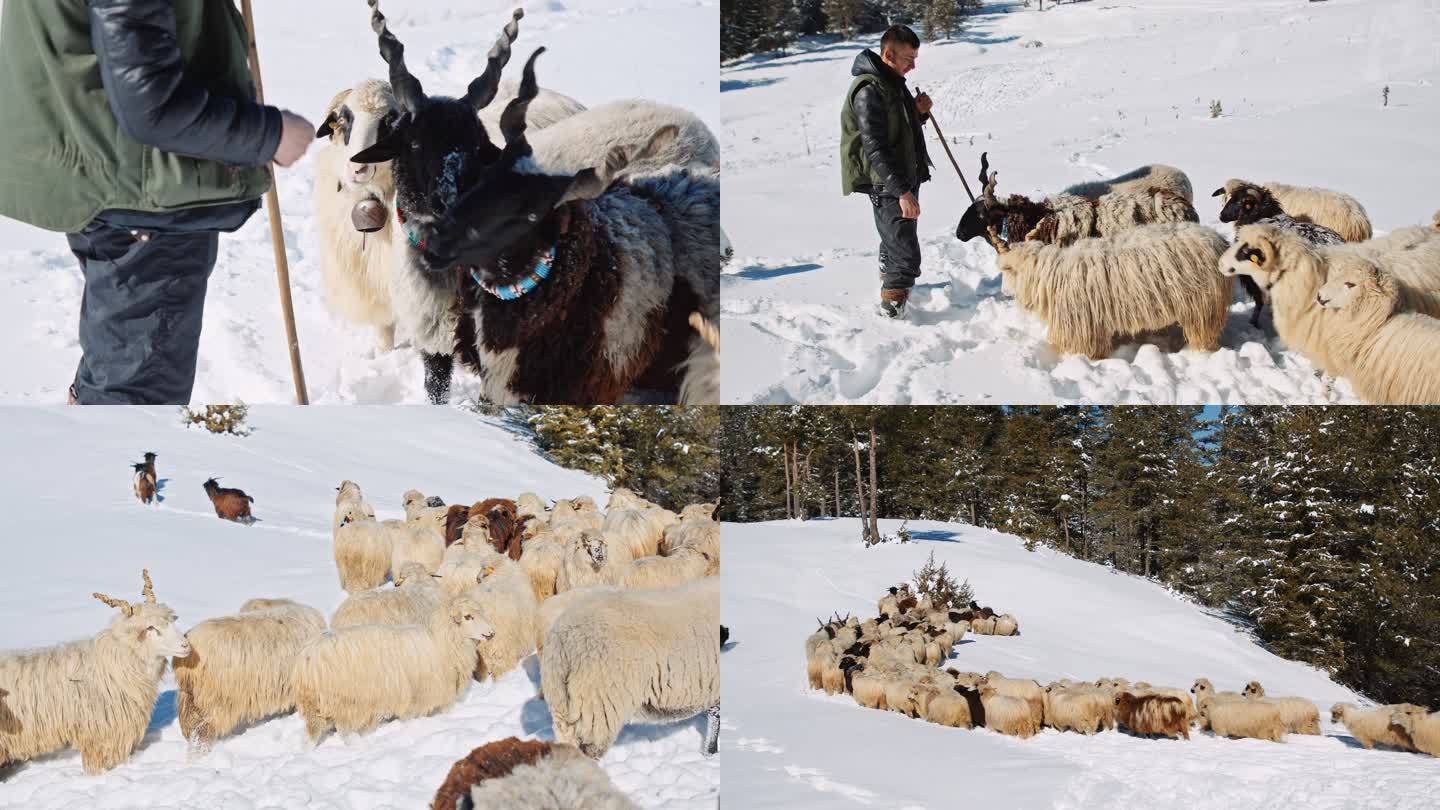 养羊。一群羊在山上白雪覆盖的牧场上吃草。4个夹子捆绑。