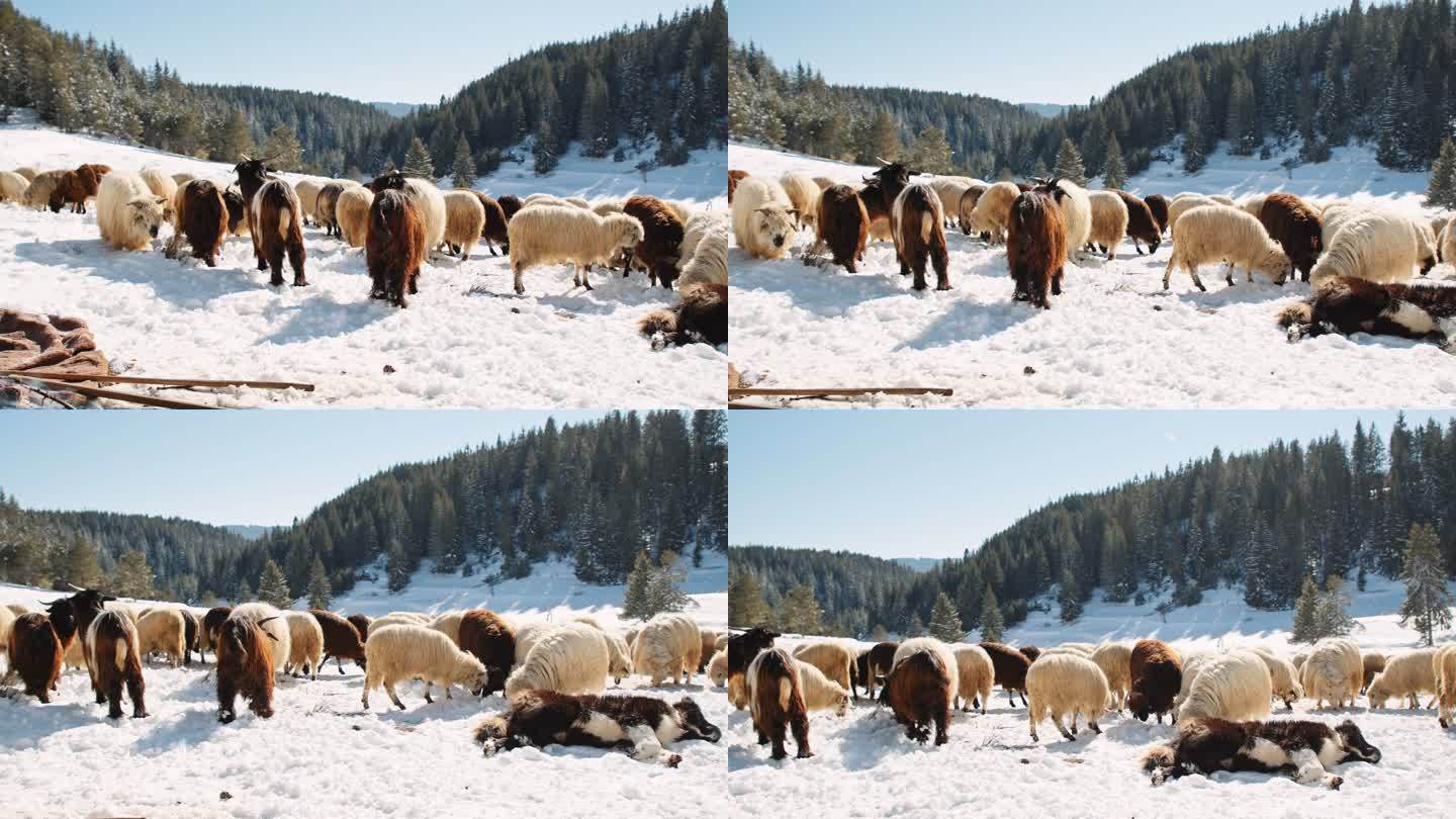 养羊。一群羊在山上白雪覆盖的牧场上吃草。