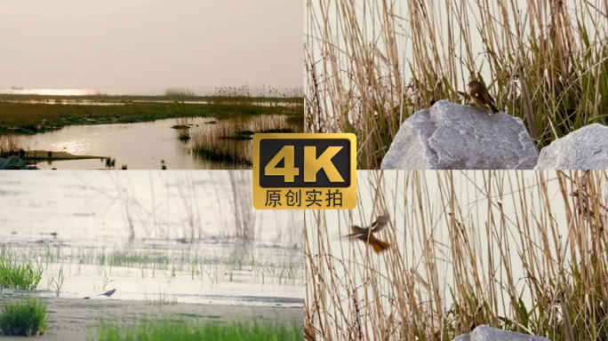 4K-夕阳港口滩涂湿地小鸟