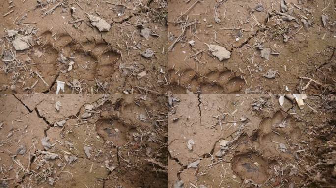 俄罗斯户外原始森林发现野生东北虎脚印
