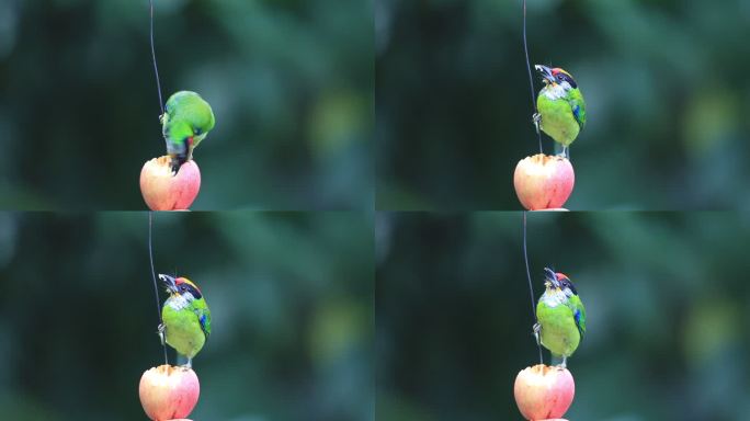 金喉拟啄木鸟