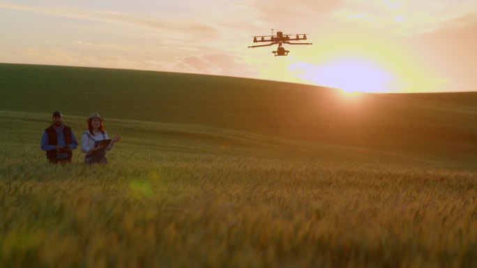 无人机正在检查小麦作物。