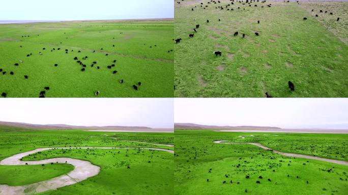 航拍牦牛西藏青海放牧牦牛群