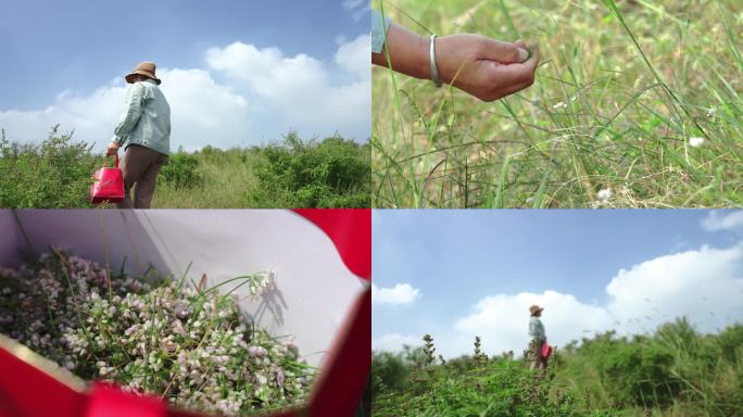 采摘药材 采摘野菜