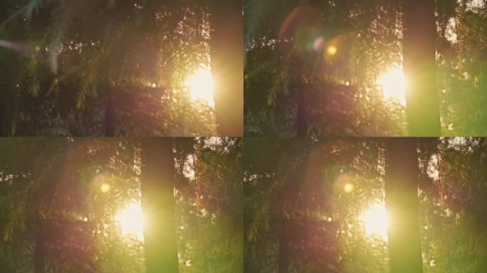 【4K】阳光穿过雪松松树