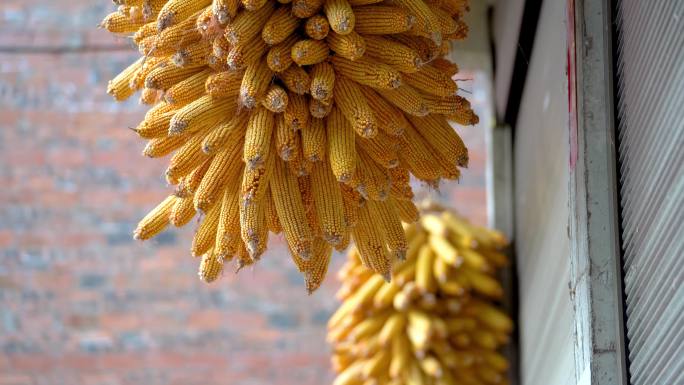 农家院墙上挂的玉米 秋收玉米农业丰收粮食