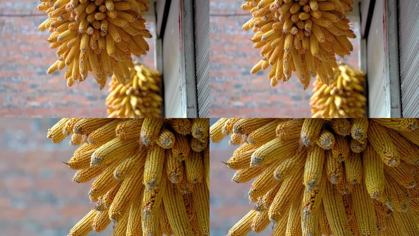 农家院墙上挂的玉米 秋收玉米农业丰收粮食