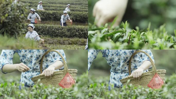 采茶女采摘茶叶