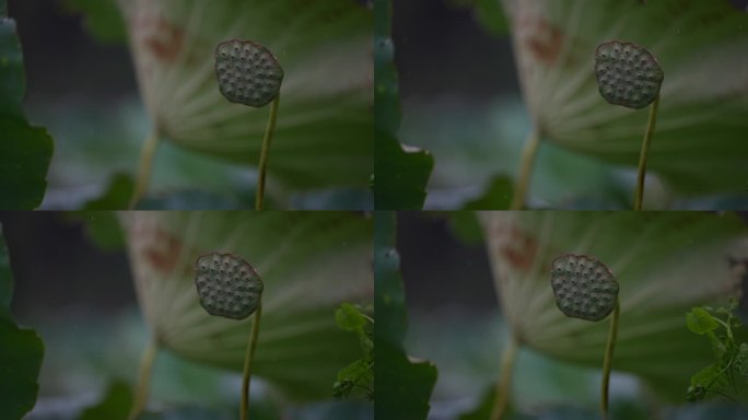 江南荷塘荷叶莲蓬莲子秋天秋雨秋风立秋雨天