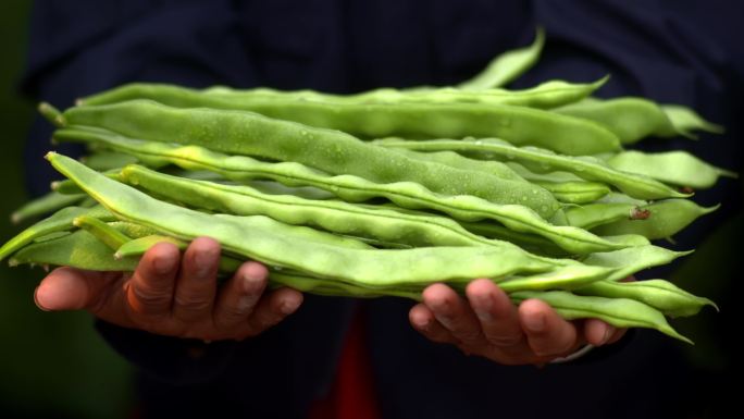 四季豆 农人 手捧 递 蔬菜