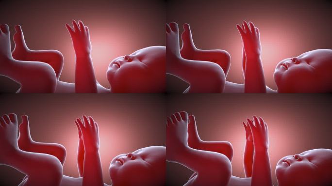 四个月大的胎儿孕育生命人工受孕胎盘营养吸
