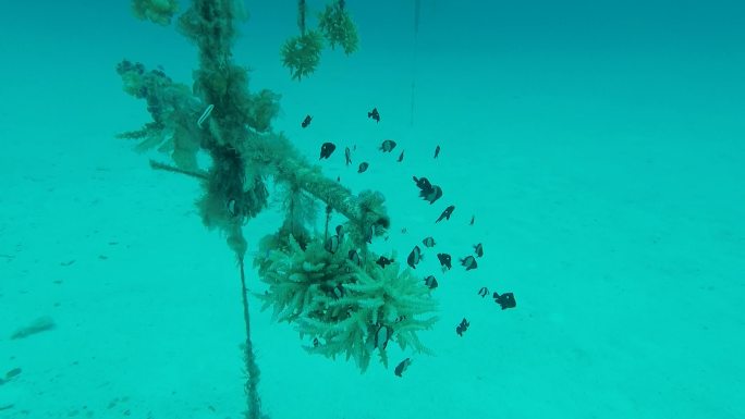 南海水下海底珊瑚种植基地2