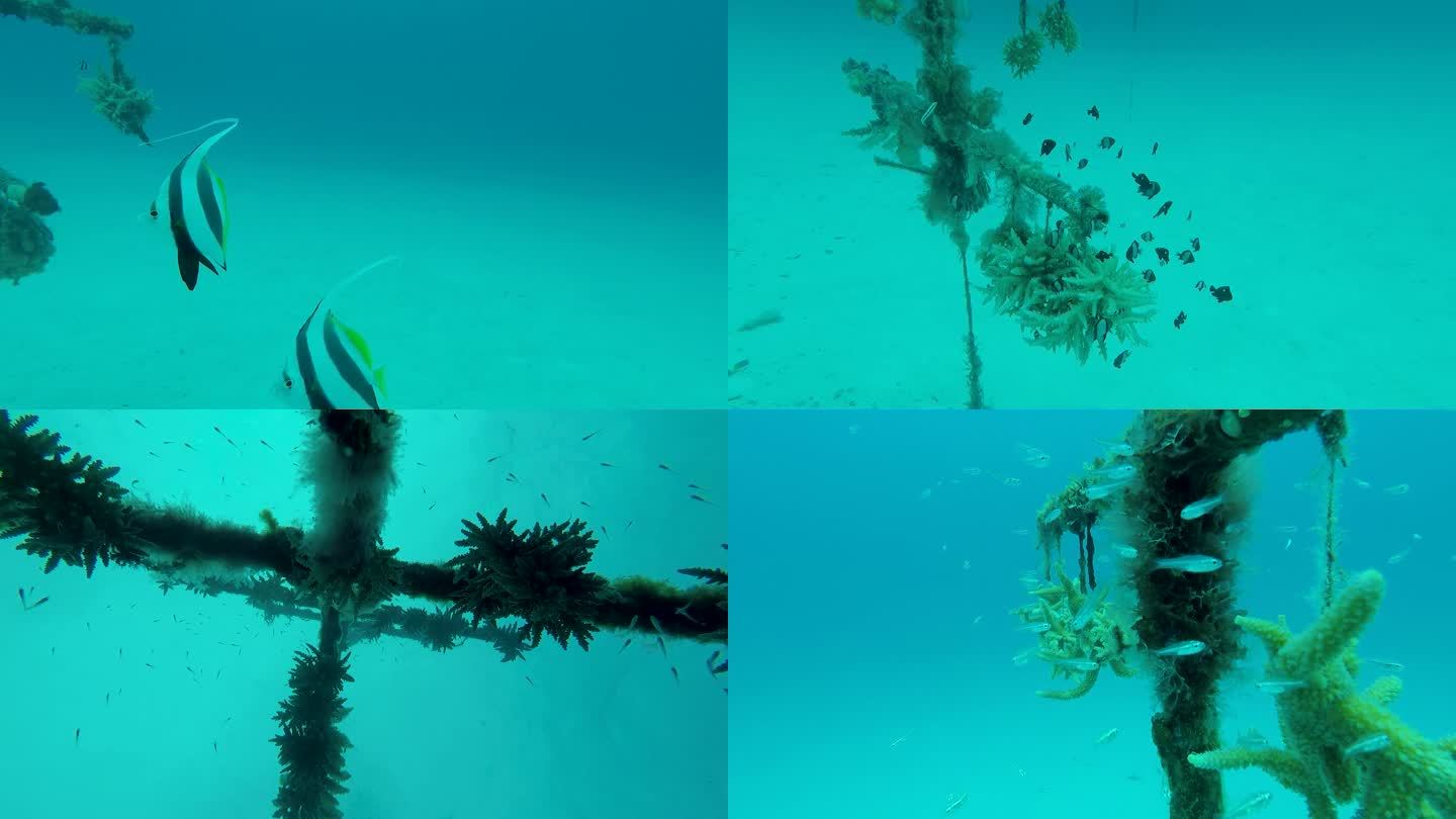 南海水下海底珊瑚种植基地2