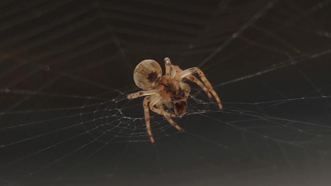 动物世界里的蜘蛛平静织网洗脸素材