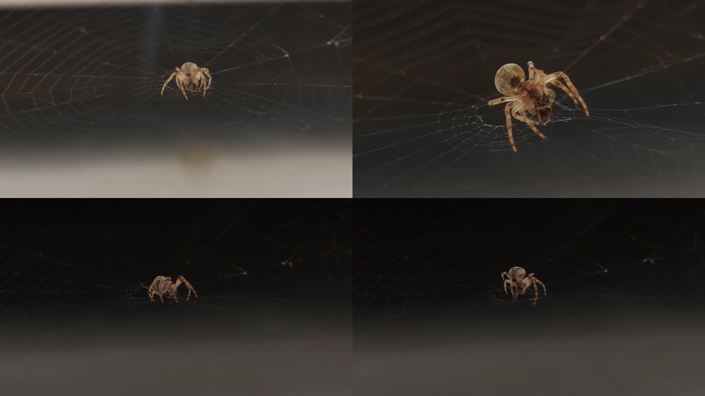 动物世界里的蜘蛛平静织网洗脸素材