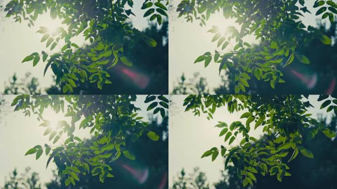 【4K】微风下的树叶透过阳光