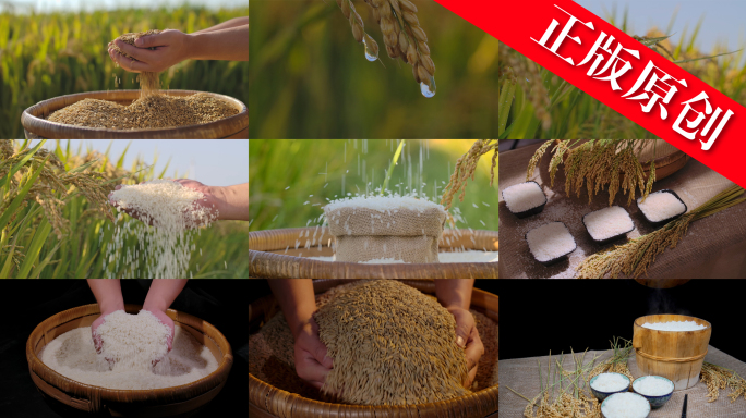 水稻大米丰收年