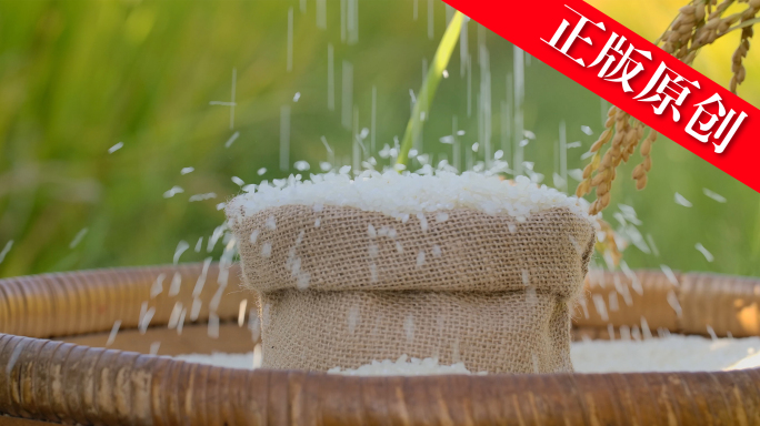 水稻大米丰收年
