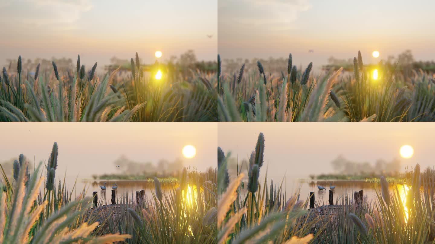 夕阳湿地芦苇荡