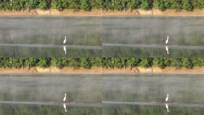 航拍湖面水面水气雾气白鹭水鸟优美生态自然