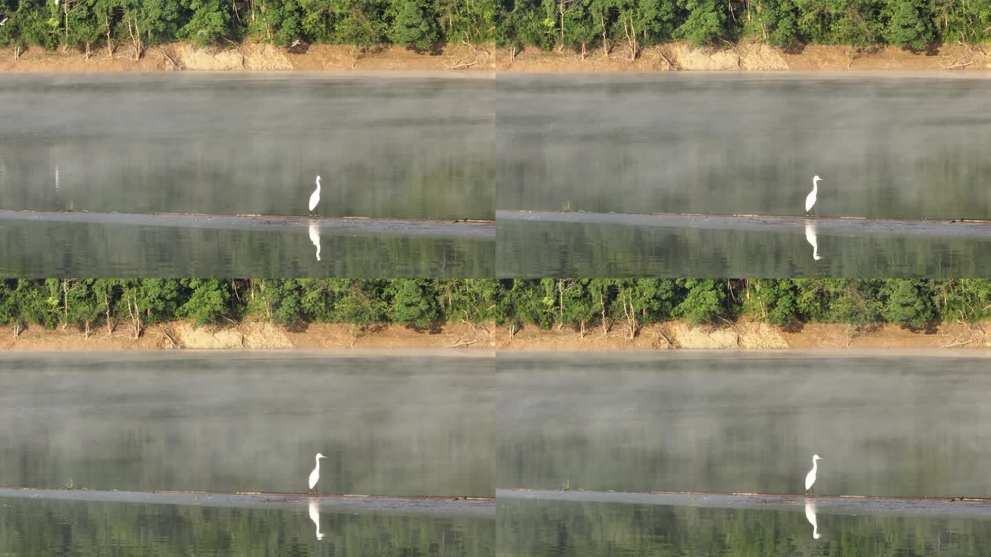 航拍湖面水面水气雾气白鹭水鸟优美生态自然