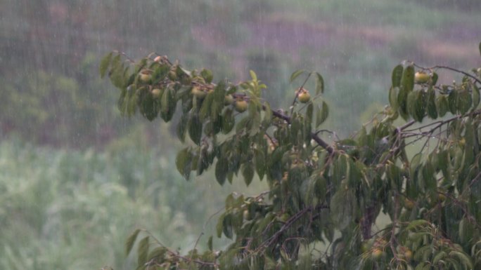 柿子树 下雨 雨从小到大下起来