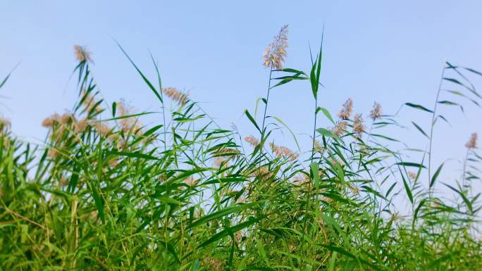 芦苇丛 芦苇花 摇摆