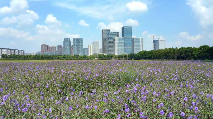 蓝花草无锡经开区CBD金融街城市