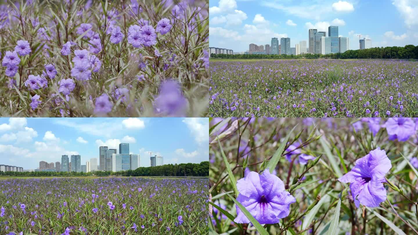 蓝花草无锡经开区CBD金融街城市