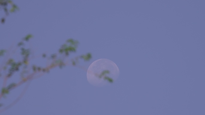 月亮树梢
