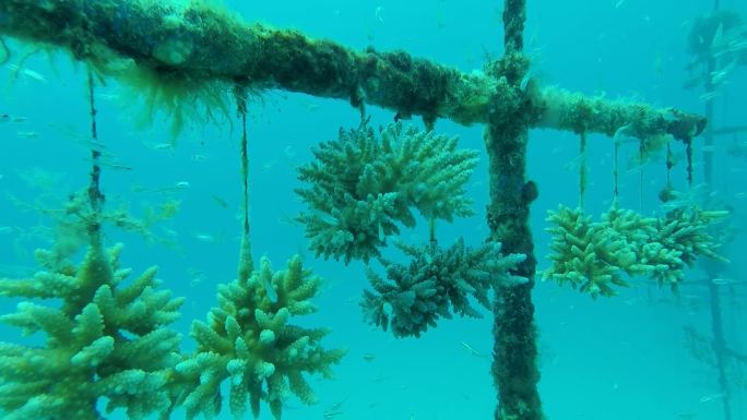南海水下海底珊瑚种植基地1