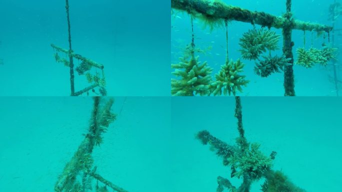 南海水下海底珊瑚种植基地1