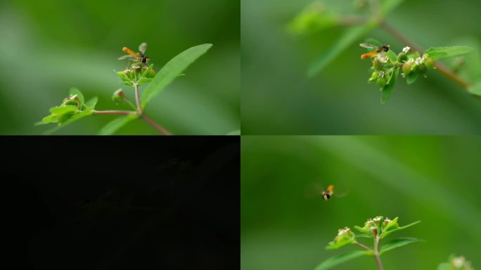 蜜蜂采蜜小清新场景