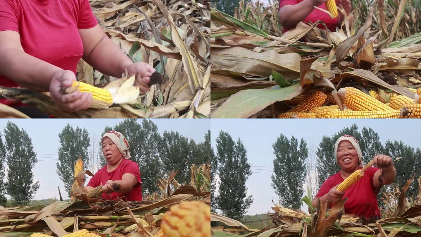 农村老人剥玉米，用的工具有30多年了，是去世的老伴亲手制作的 - 标件库