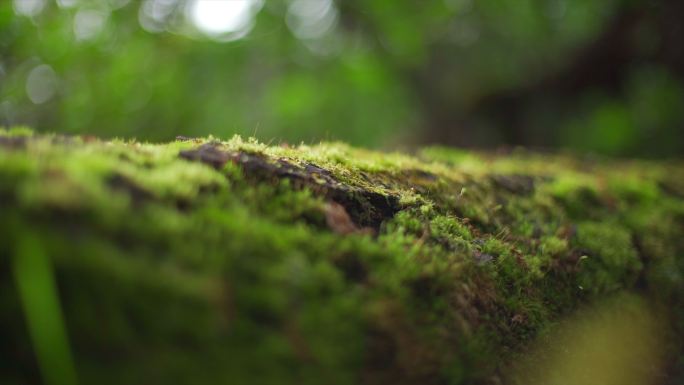 森林植物苔藓落叶溪水浪花特写
