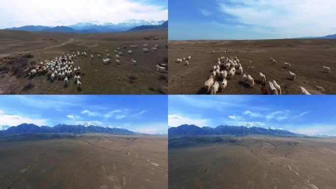 新疆美景风光 羊群 草原 雪山 新疆