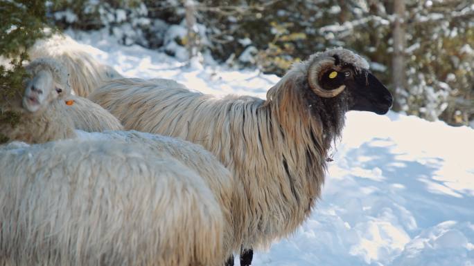 养羊。一群羊在山上白雪覆盖的牧场上吃草。3个夹子。