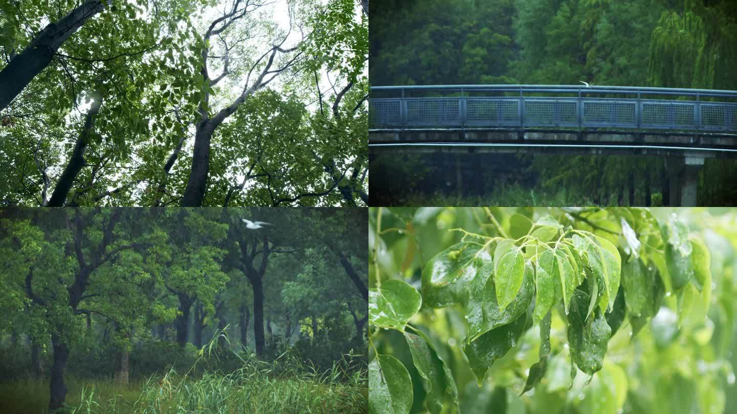 雨季湿地公园城市氧吧生态环境4K原创