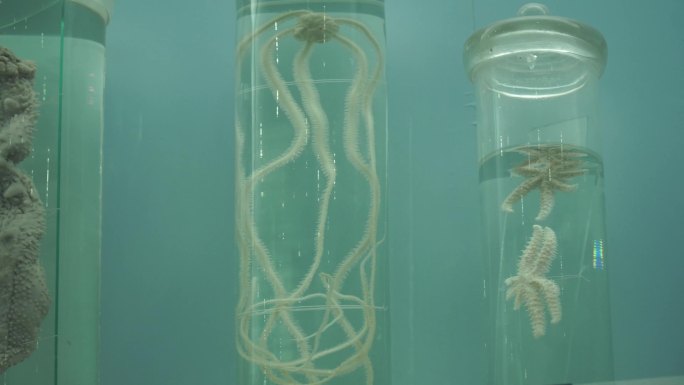 深海动物海洋生物水产海螺龙虾螃蟹标本