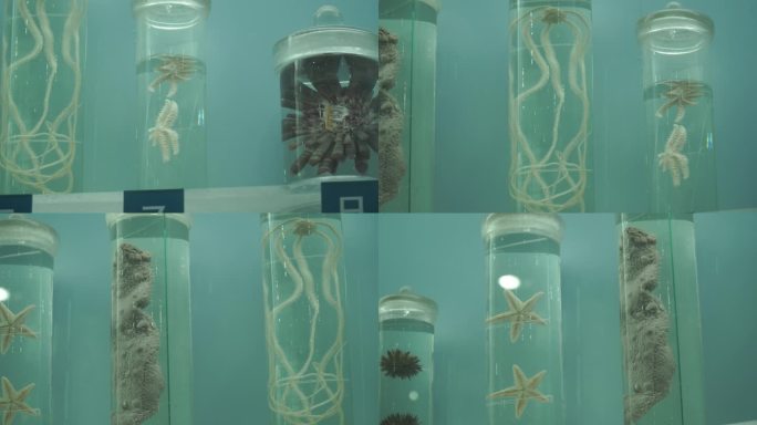 深海动物海洋生物水产海螺龙虾螃蟹标本
